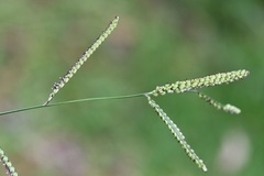 Paspalum chiapense