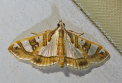 Glyphodes pyloalis