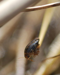 Laccophilus maculosus