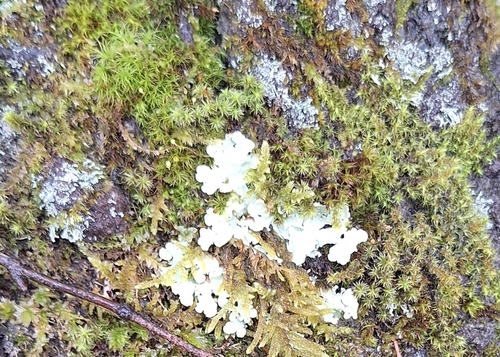 Flavoparmelia caperata