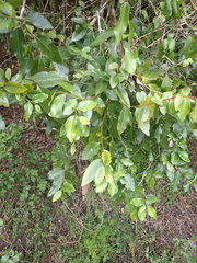Apodytes dimidiata dimidiata
