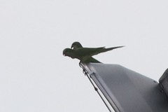 Myiopsitta monachus monachus