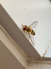 Syrphus knabi