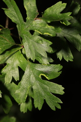 Phyllocoptes goniothorax