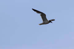 Leucophaeus atricilla megalopterus