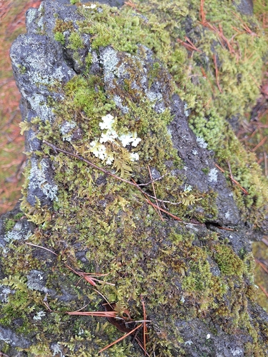 Pseudocyphellaria crocata