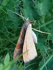 Scotopteryx