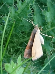 Scotopteryx