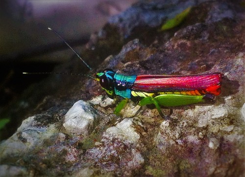 Proctolabus mexicanus