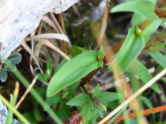 Gentianella columnae
