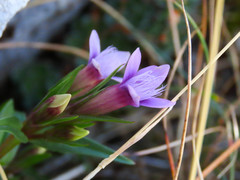 Gentianella columnae