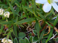 Mcneillia graminifolia