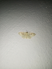 Idaea rubraria