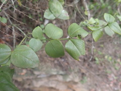 Carissa bispinosa