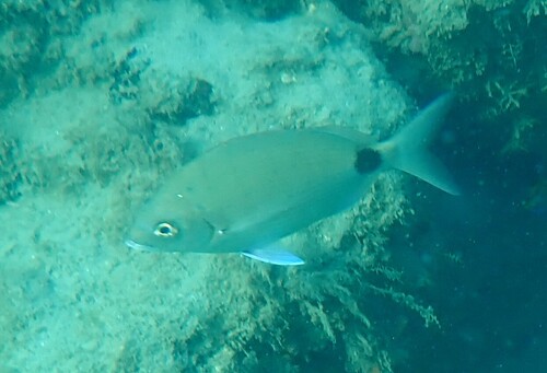 Spottail seabream (Diplodus holbrookii) — Sparidae