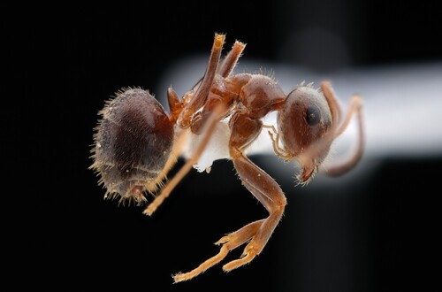 Black garden ant
