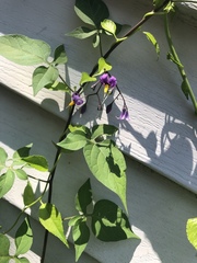 Solanum dulcamara