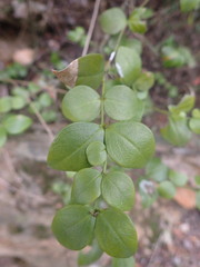 Carissa bispinosa
