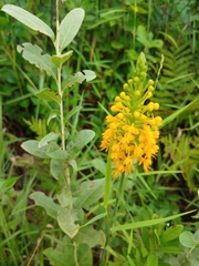 Platanthera cristata
