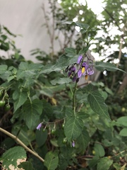Solanum dulcamara