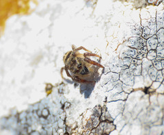 Pellenes tripunctatus