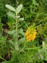 Platanthera cristata