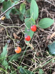 Solanum dulcamara