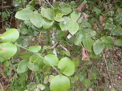 Carissa bispinosa