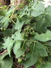 Solanum dulcamara