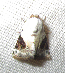 Eublemma ecthaemata