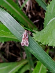 Dichomeris ochripalpella