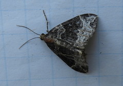 Ecliptopera silaceata