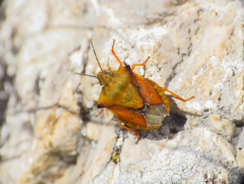 Northern fruit bug photo 3