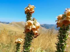Digitalis ferruginea