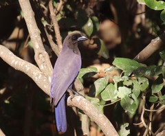 Cyanocorax cyanomelas