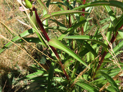 Digitalis ferruginea