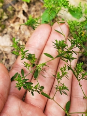 Paronychia fastigiata