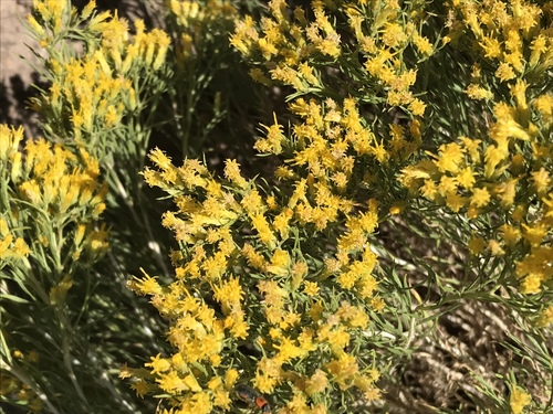 Vasey's rabbitbrush (Chrysothamnus vaseyi)