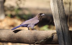 Cyanocorax cyanomelas