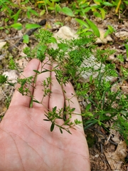 Paronychia fastigiata