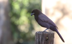 Cyanocorax cyanomelas