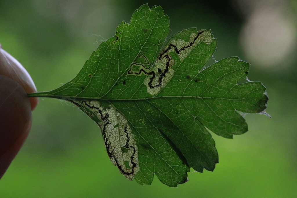 Purple-shot Pigmy