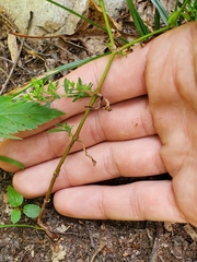 Paronychia fastigiata
