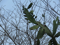 Opuntia auberi