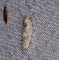 Antaeotricha