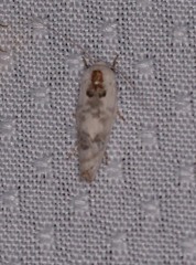 Antaeotricha