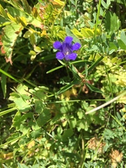 Gentiana affinis