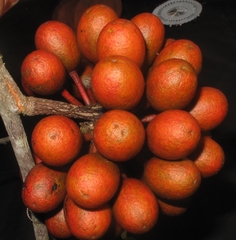 Polyalthia sclerophylla