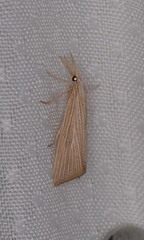 Eoreuma densellus