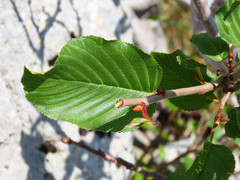 Rhamnus alpina
